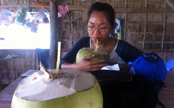 When a coconut is allowed to grow too large and is not kept cool, its juice becomes sour with an alcohol-like twang