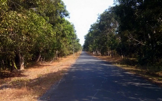 Road through the natural reserve